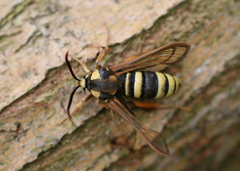 Hornissen - Glasflügler (Sesia apiformis) - © Emanuel Trummer
